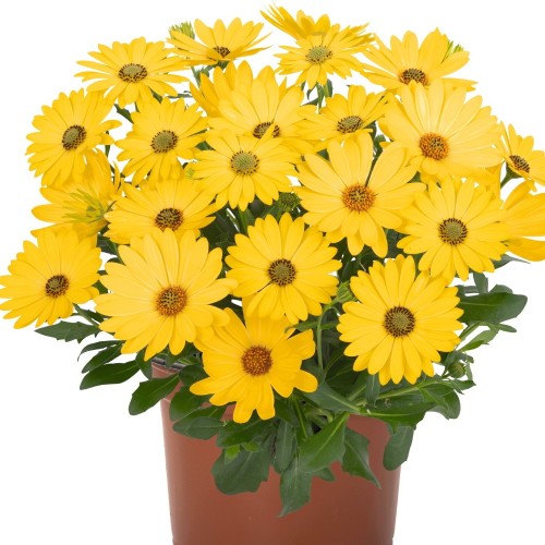 Osteospermum 'Margarita Golden Yellow' - Kuldkakar 'Margarita Golden Yellow' P9/0,55L 